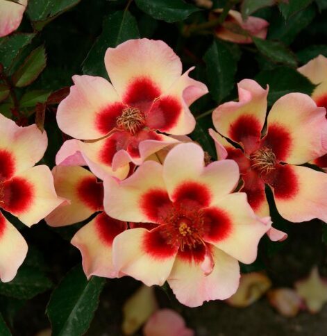 Roze 'Babylon Fancy Eyes'